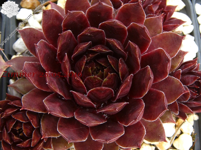 Purple Dazzler