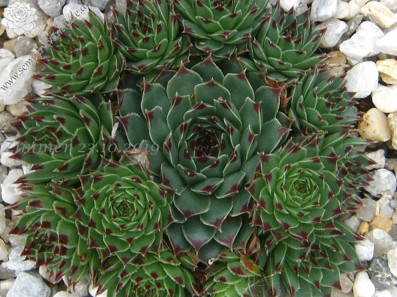 calcareum (spinifolium)