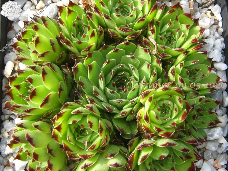 calcareum (spinifolium)