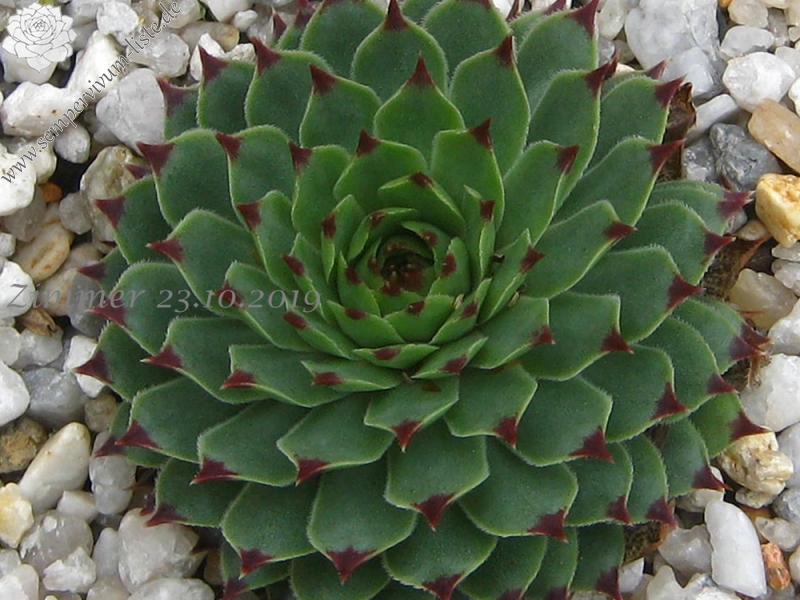 calcareum from Alpes Maritimes