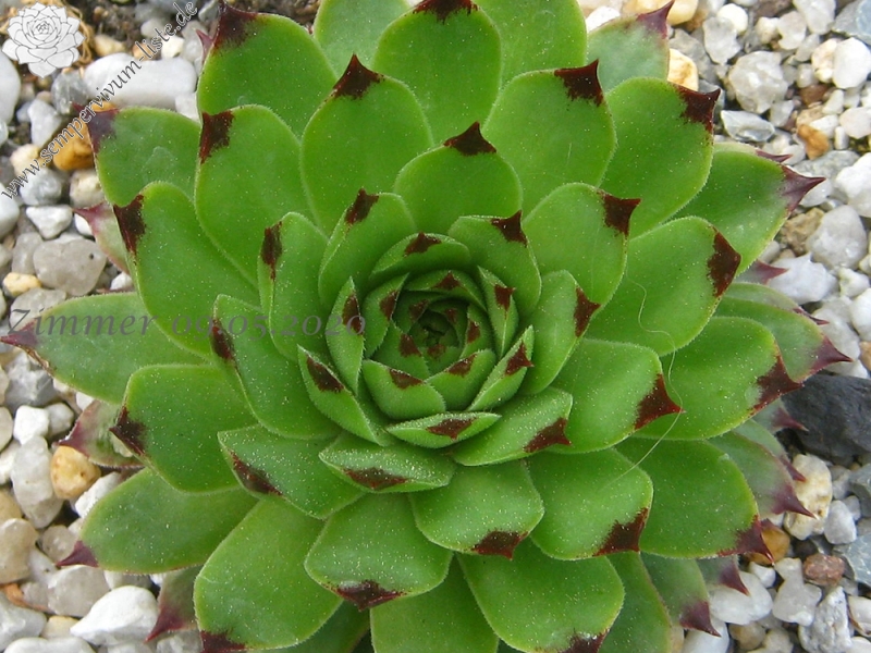 calcareum from Alpes Maritimes