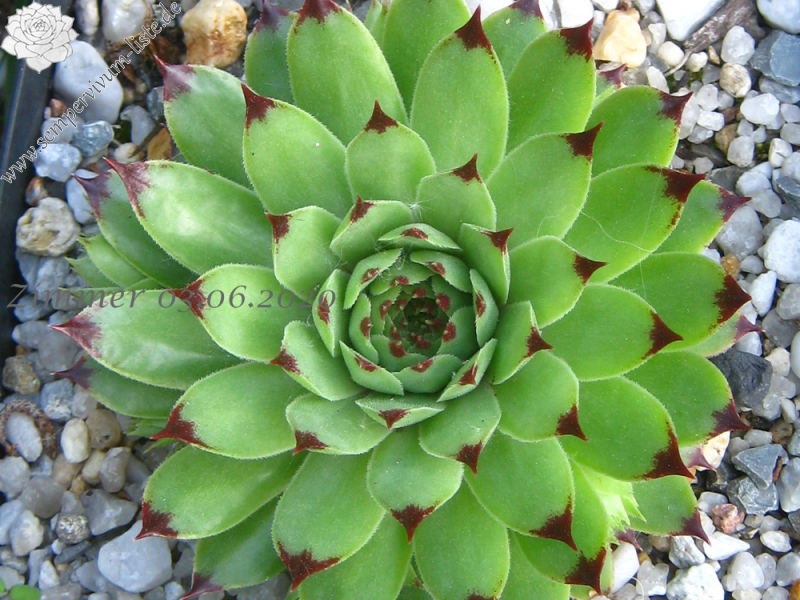 calcareum from Alpes Maritimes
