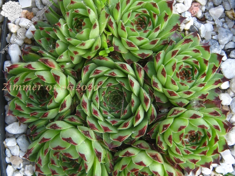 calcareum from Col de la St. Michel (Typ B)