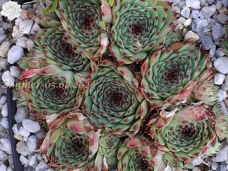 calcareum from Col de la St. Michel (Typ B)