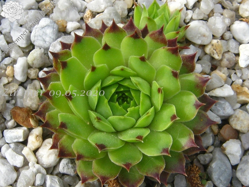 calcareum from La Vanoise