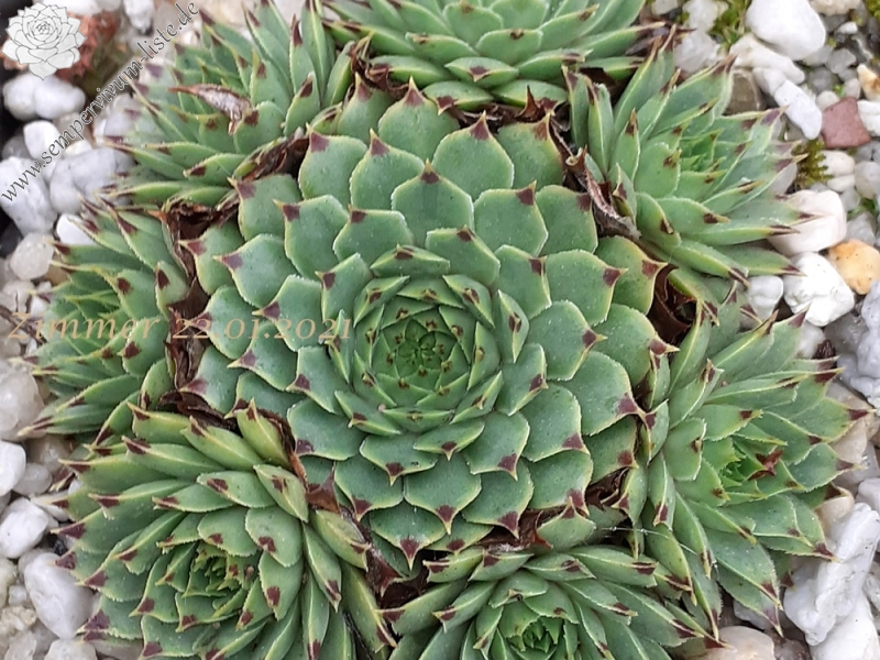 calcareum from La Vanoise