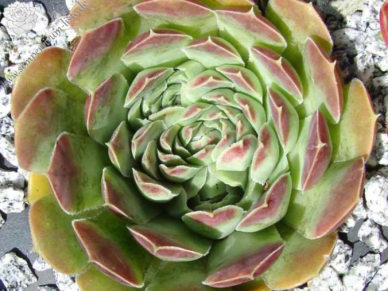 heuffelii from Jablan Jezero, Durmitor 