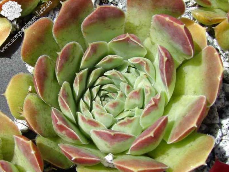 heuffelii from Jablan Jezero, Durmitor 