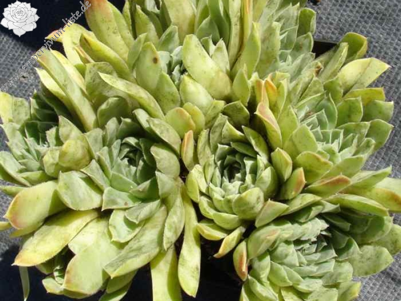 heuffelii from Naklo, Tara