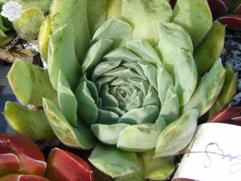 heuffelii from Naklo, Tara