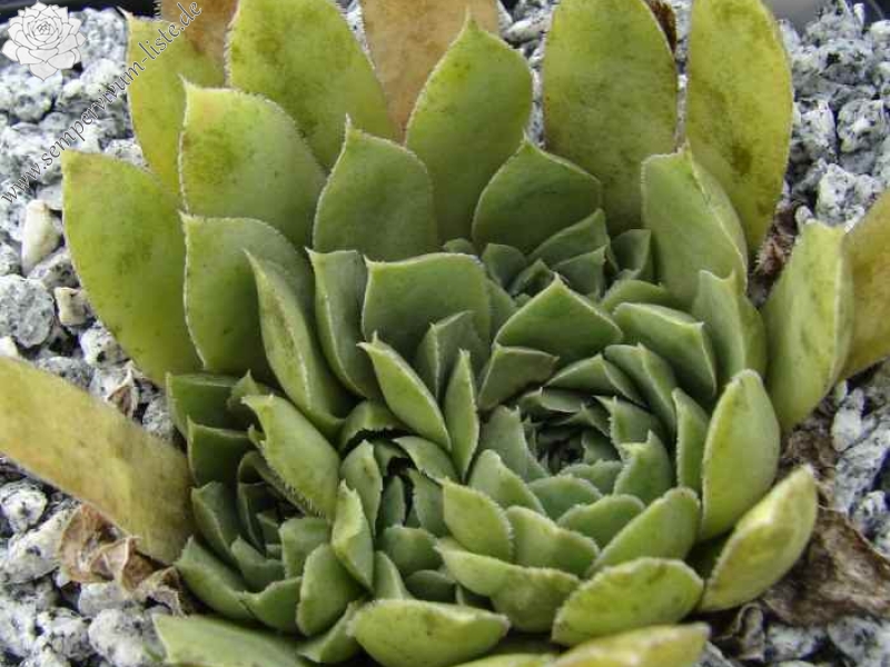 heuffelii from Naklo, Tara