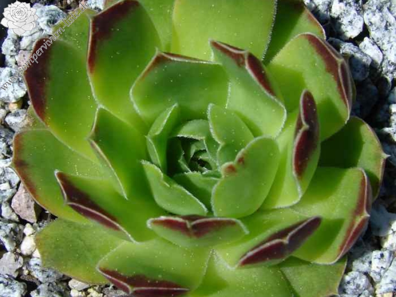 heuffelii (glabrum) from Galičica, Typ C PH1800