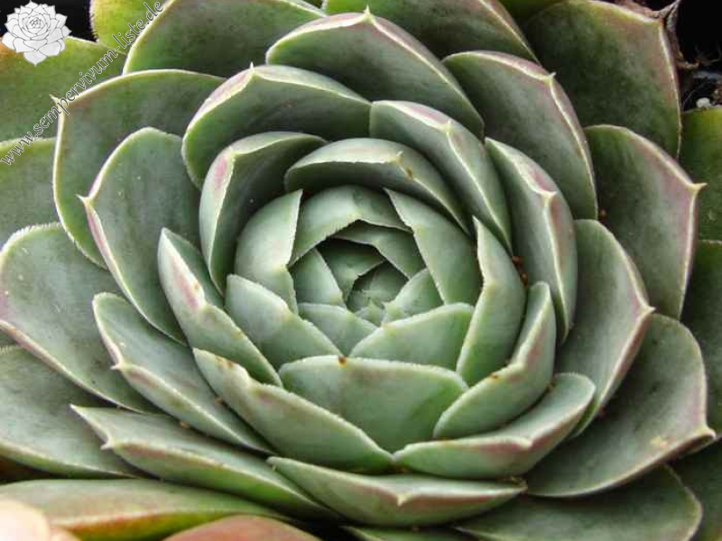 heuffelii (glabrum) from Koprivnik