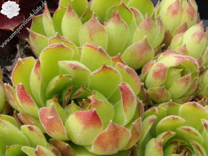 marmoreum ssp. matricum from Kamenica nad Hronom