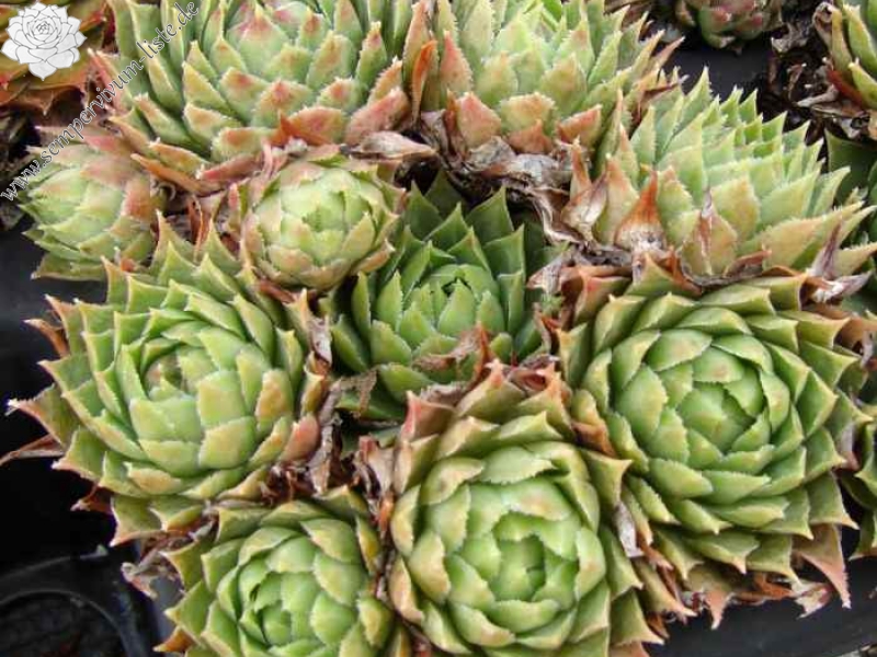 calcareum cf. from La Bernarde