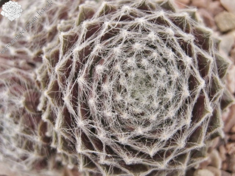 Web of Intrege