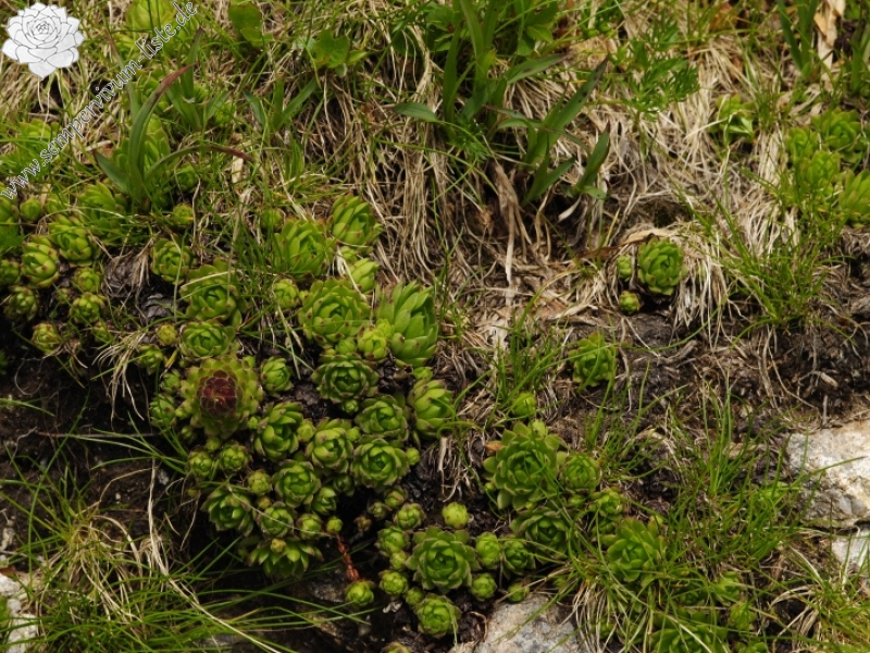 montanum ssp. carpathicum from Kôprovský štít, SO Abhang