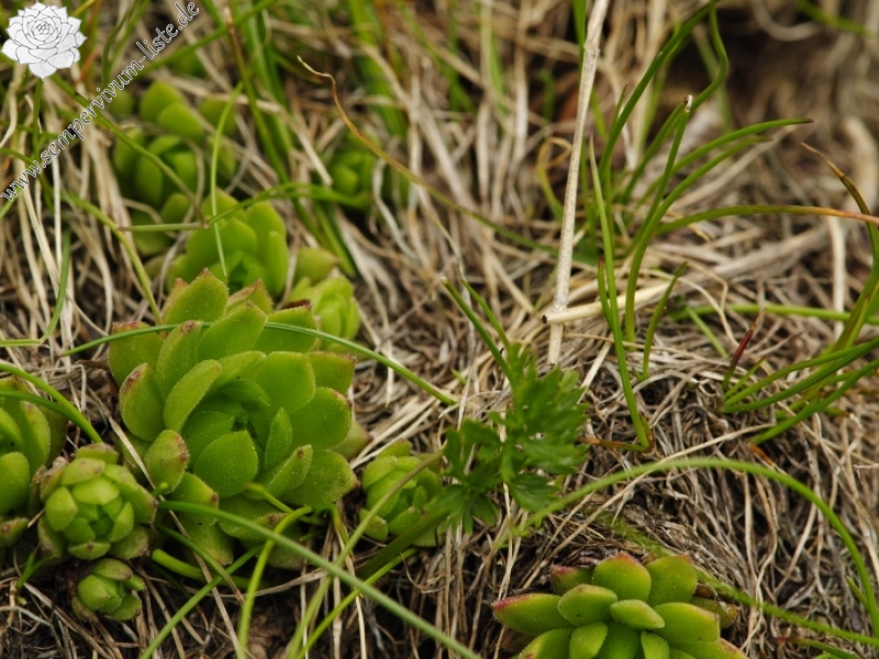 montanum ssp. carpathicum from Kôprovský štít, SO Abhang