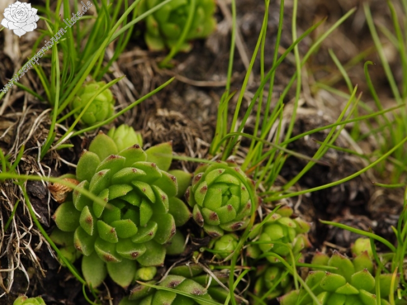 montanum ssp. carpathicum from Kôprovský štít, SO Abhang