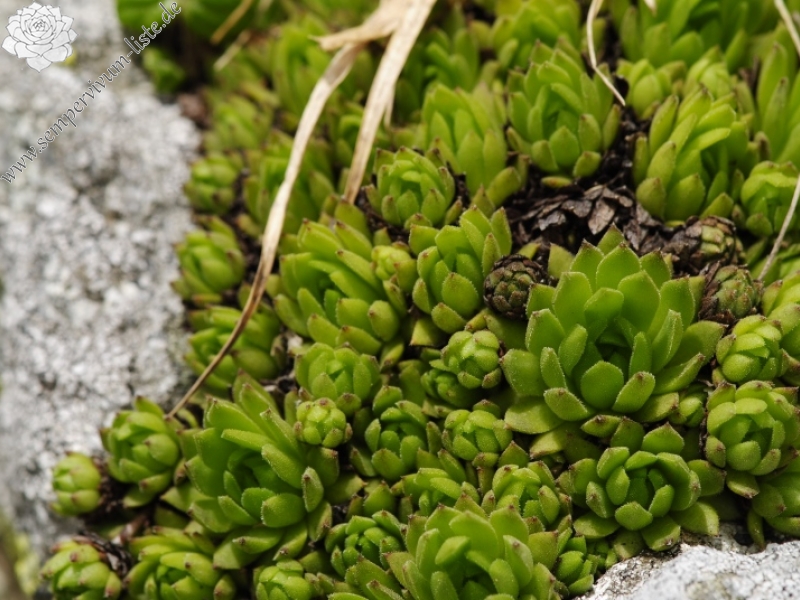 montanum ssp. carpathicum from Kôprovský štít, SO Abhang