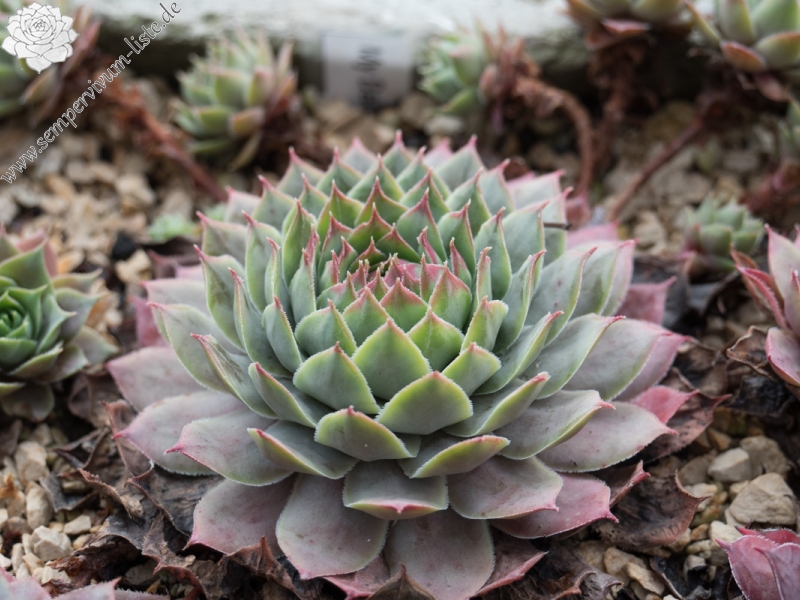 My Barbara im Herbst