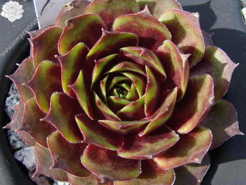 Die Faschingskönigin lässt schon vermuten wie farbenreich sie ihr Auftreten während des Jahres präsentiert: Größere Rosetten mit kontrastreicher Färbung in Rosa, Purpurviolett und dazu mit hellgrünen bis cremefarbenen Blattspitzen.