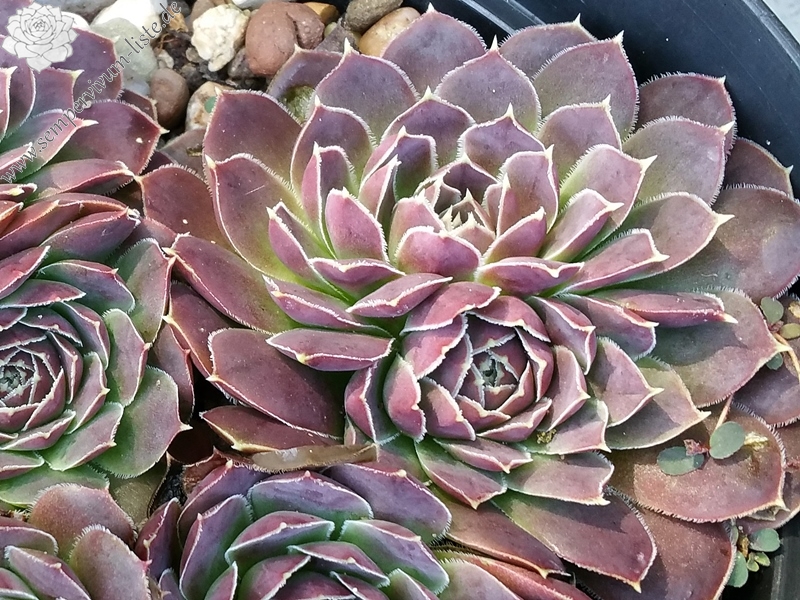 Crown of Ray's / Jovi