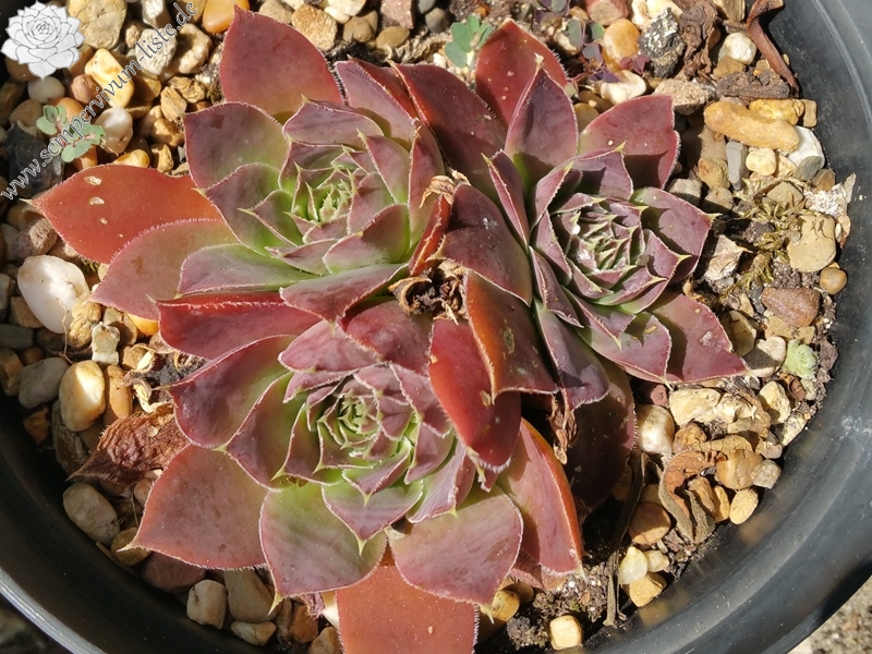 Dancing Queen / Jovi