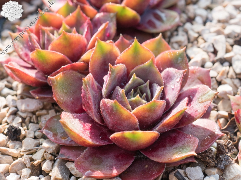 Mary Ann im Frühling