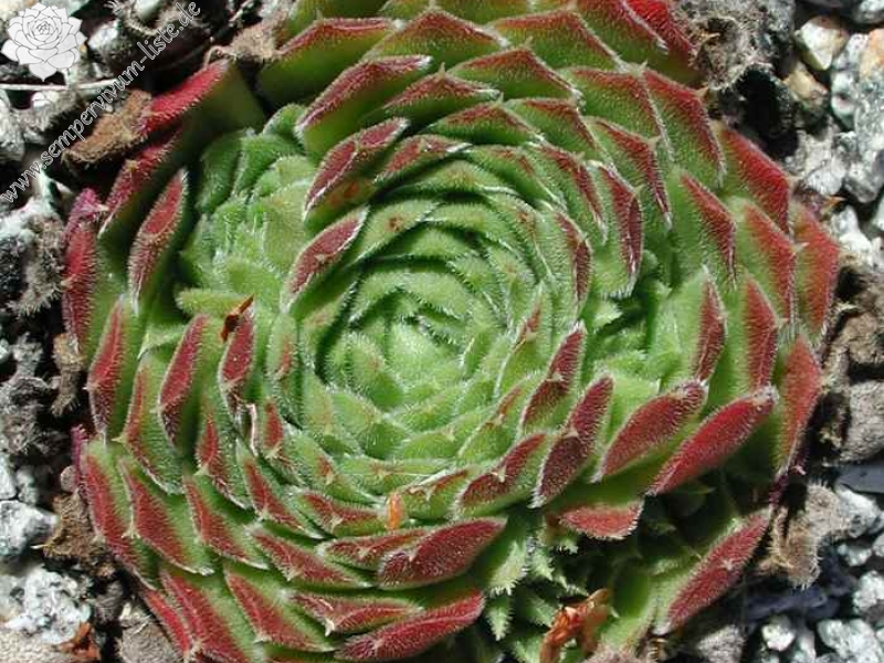 heuffelii from Bansko