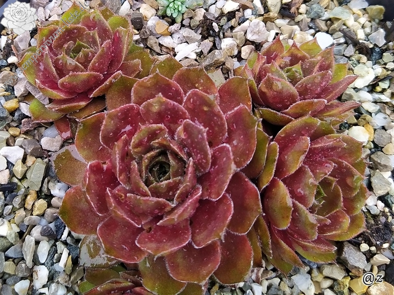 Rosenzauber