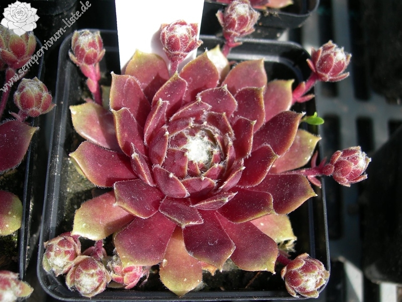 Silberspitz