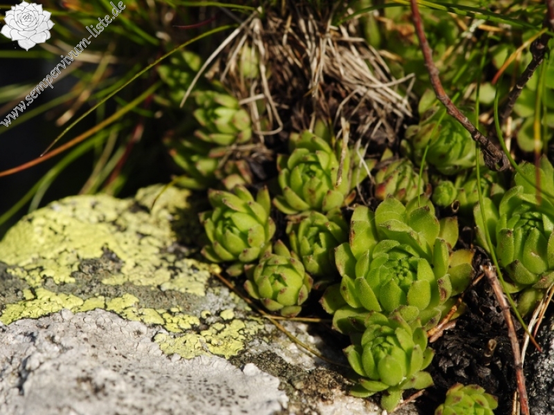montanum ssp. carpathicum from Kondratova kopa, SW Abhang
