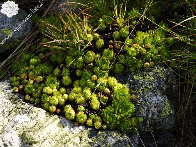 montanum ssp. carpathicum from Kondratova kopa, SW Abhang