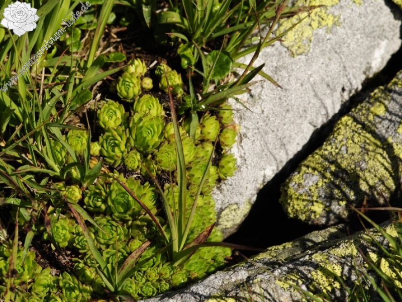 montanum ssp. carpathicum from Kondratova kopa, SW Abhang