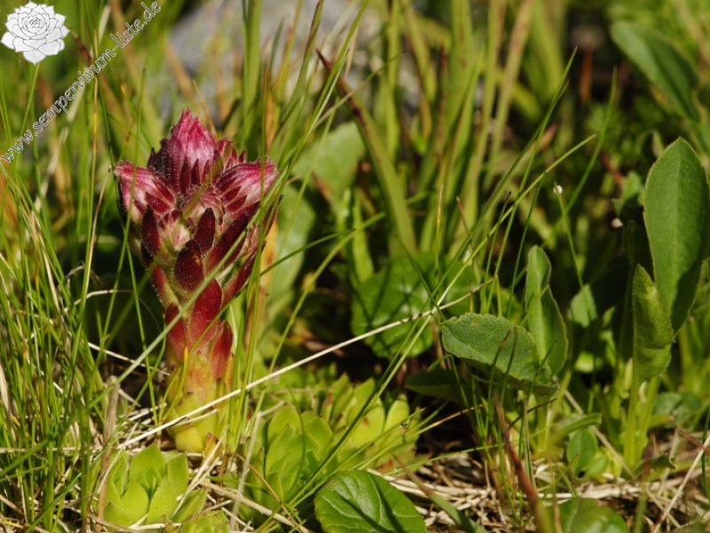 montanum ssp. carpathicum from Kondratova kopa, SW Abhang