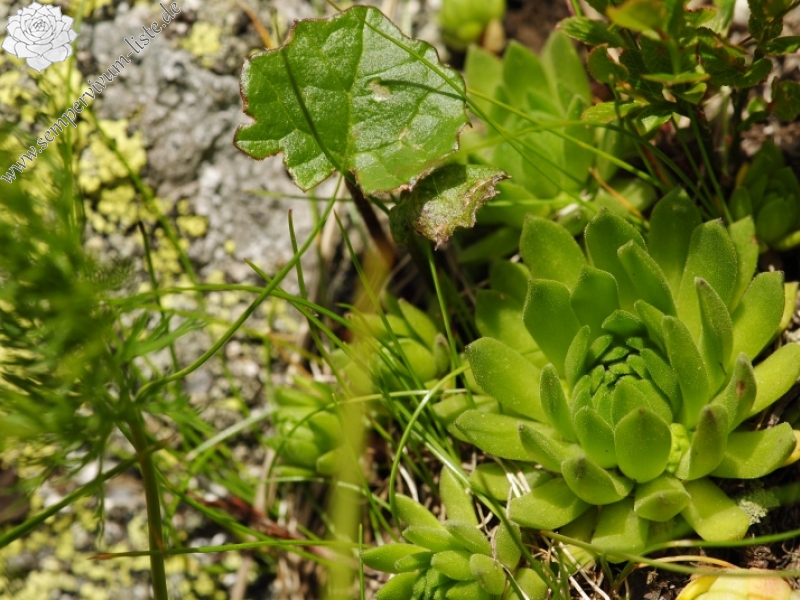 montanum ssp. carpathicum from Kasprov vrch, SW Abhang