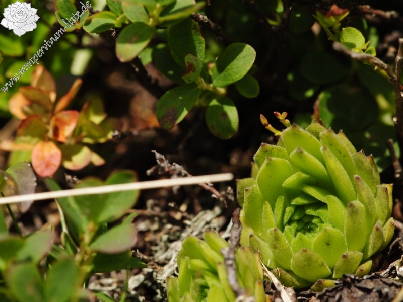 montanum ssp. carpathicum from Kasprov vrch, SW Abhang