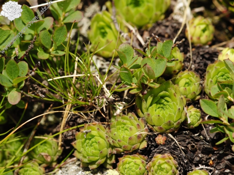montanum ssp. carpathicum from Kasprov vrch, SW Abhang