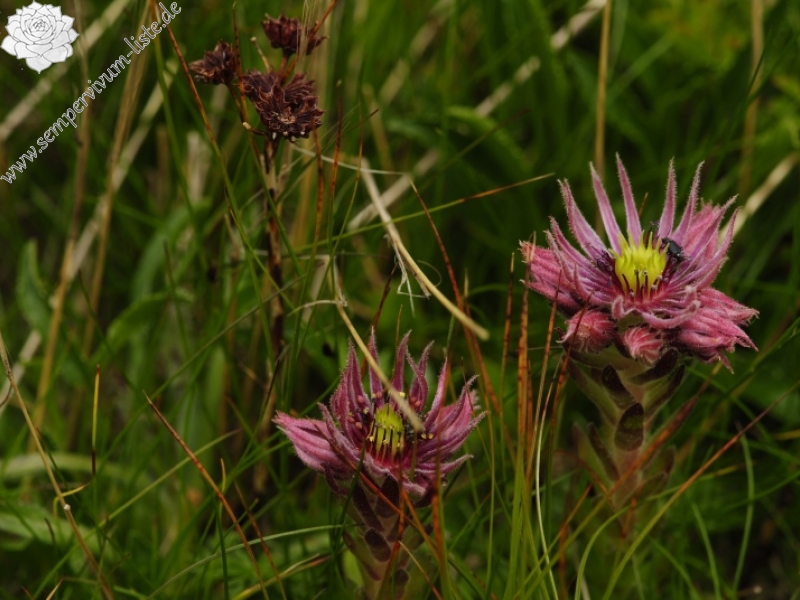 montanum ssp. carpathicum from Kasprov vrch, SW Abhang