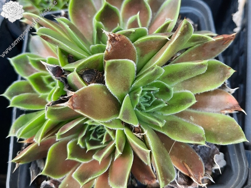 Yellowstone Caldera / Jovi