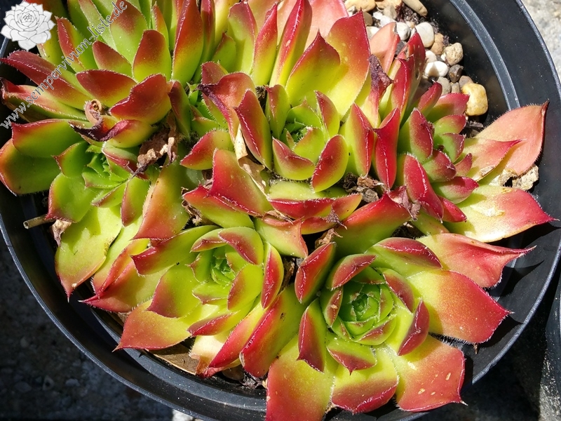 Diepvens Julia / Jovi