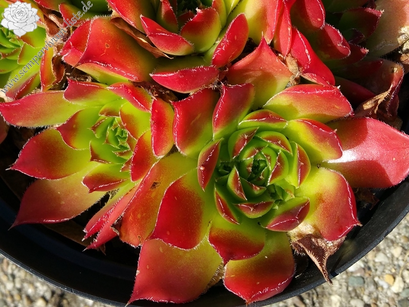 Diepvens Julia / Jovi