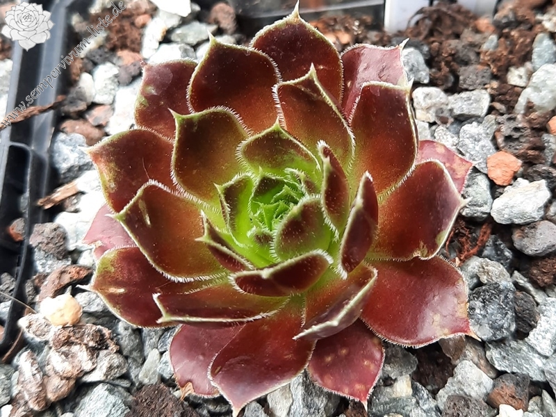 Harlekin / Jovi