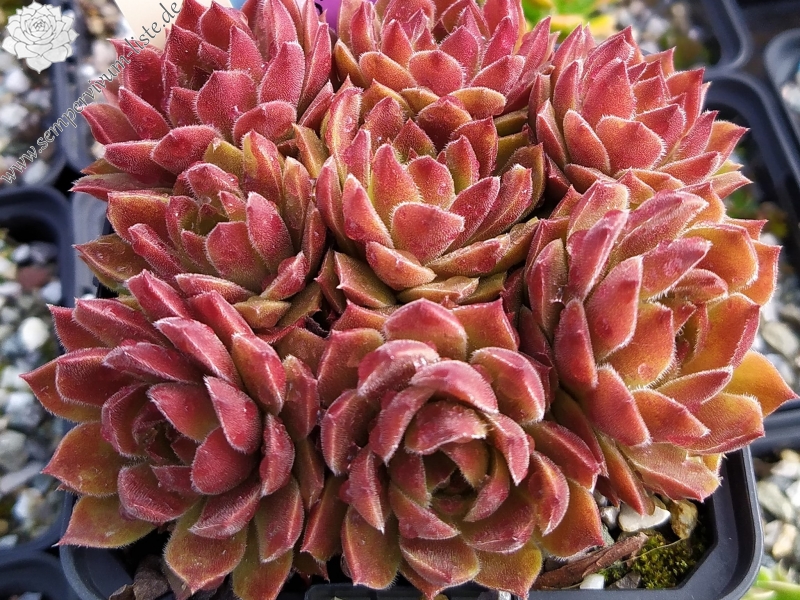 Korspelse Dalal