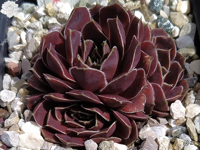 Korspelse Idaline / Jovi