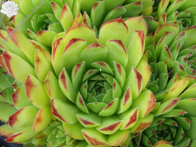 tectorum var. tectorum (boutignyanum) from Sant Joan de Caselles