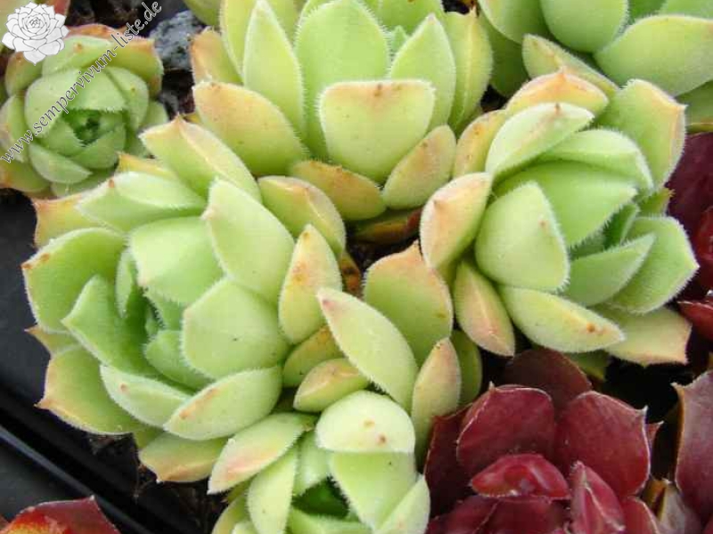 transcaucasicum from Tbilisi (Typ PH904)