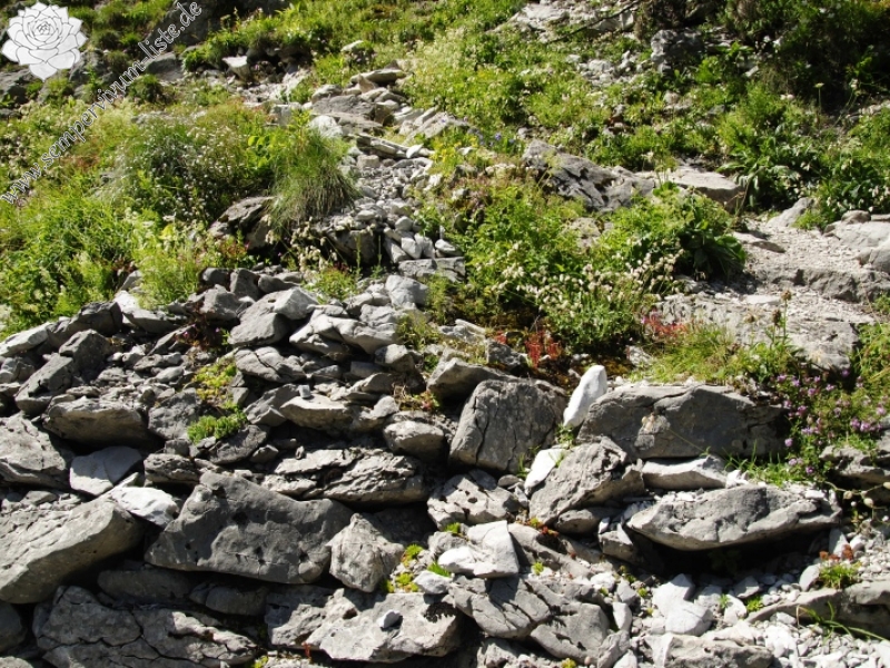 globiferum ssp. hirtum (preissianum) from Raptawicka Grań