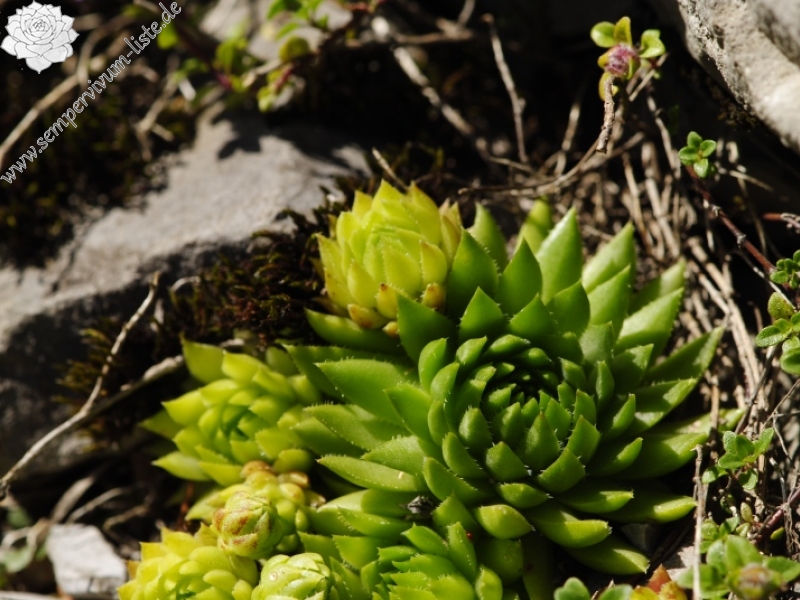 globiferum ssp. hirtum (preissianum) from Raptawicka Grań